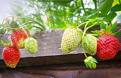 黑曜石确认：《宣誓》将有超过10种不同的结局